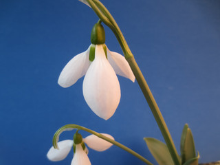 Obraz premium snowdrops on blue backround