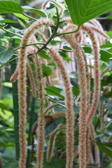 White chenille plant (Philippine Medusa)