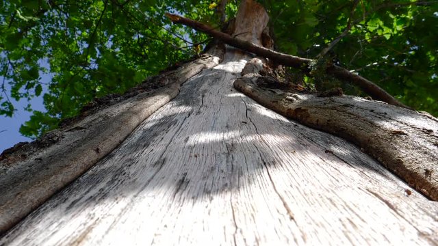 View from below at the tree stem and large green tree canopy and multiple big ants on the wooden surface - Black forest in Baden Wurttemberg