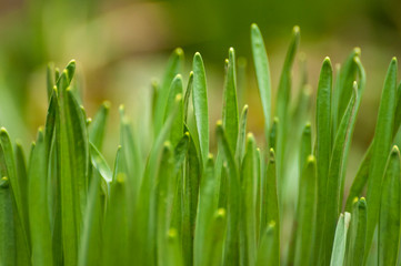 Fototapeta na wymiar Green grass stalks