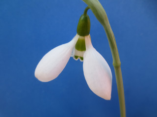 Obraz premium snowdrops on the blue background