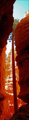 vertical panorama with tree growing in bryce canyon national park