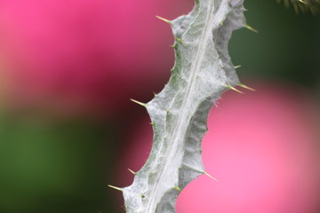 distel