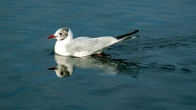 rybitwa