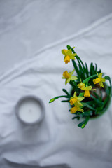 flower daffodils. Spring concept with copy space