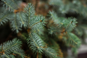 Naklejka na ściany i meble Fir branches spruce. Close up