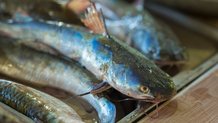 Snakehead fish at market