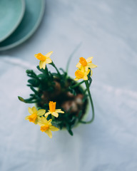 flower daffodils. Spring concept with copy space