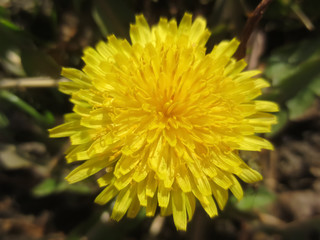dandelion in the grass