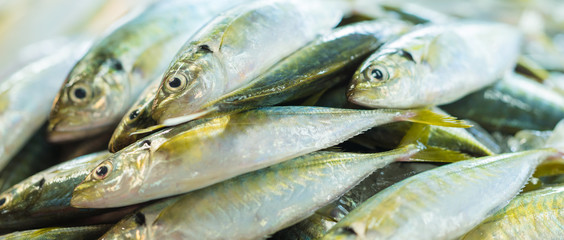 Fresh fish in the market