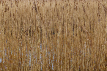 Fototapeta premium Rotterdam trip windmills