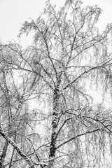 Beautiful snow covered trees