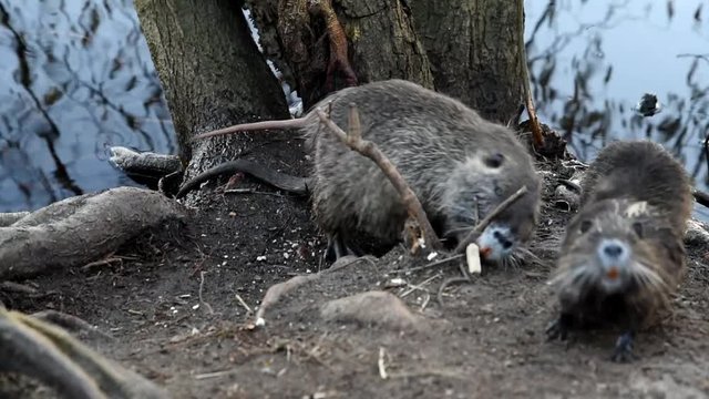 nutria wild animal eats bread