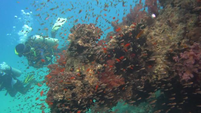 Underwater View Cloud Of Gold Anthias and Other Small Fish On The Coral Reef Scuba Divers Red Sea Egypt