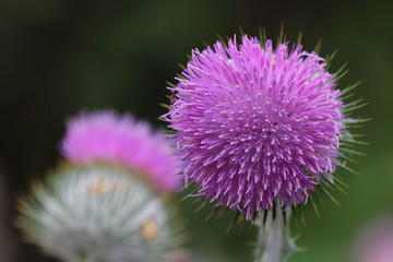 distel