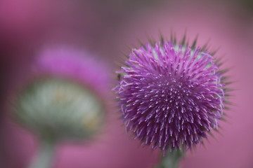 distel