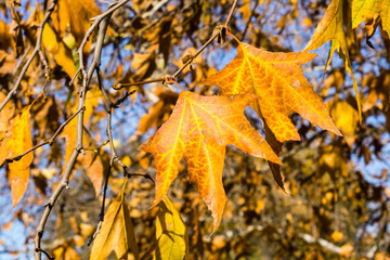 Western sycamore (Platanus racemosa) tree leaves in winter, California