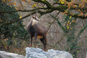 Gämse (Rupicapra rupicapra) Alpen