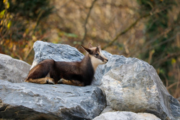 Gämse (Rupicapra rupicapra) Alpen