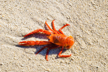 Tuna Crabs washed up on Lovers Point Beach, Pacific Grove, Monterey bay area, California