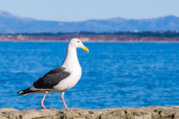 Fototapeta na wymiar California Gull walking on a rock ledge, Pacific Grove, Monterey bay area, California