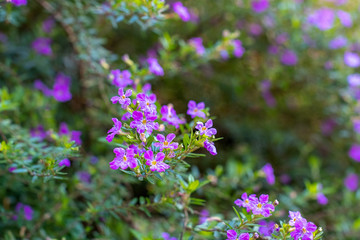 Fototapeta premium Vibrant purple heather flower on a sunlit foliage background in the garden ~SUNLIT GARDEN~
