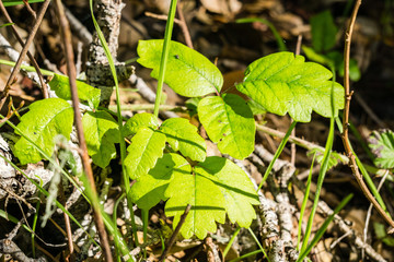 New poison oak leaves, California