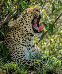 yawning leopard