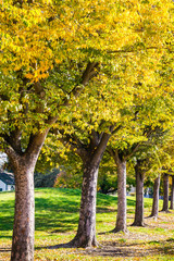 Row of trees with autumn colored leaves, San Jose, California
