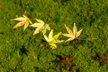 Leaves floating on a pond, California