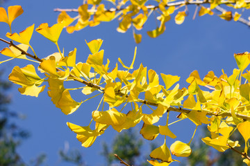 Fall ginkgo tree golden yellow leaves on a blue sky background, California