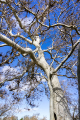 Close up of western sycamore (Platanus Racemosa) trees in winter, Western Sycamore tree (Platanus racemosa), Sycamore Grove Park, Livermore, San Francisco bay area, California