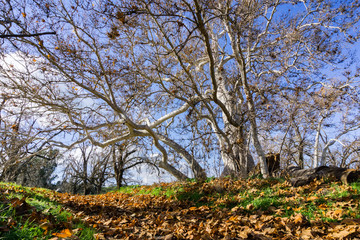 Fallen leaves at the base of a large western sycamore tree (Platanus Racemosa), Western Sycamore tree (Platanus racemosa), Sycamore Grove Park, Livermore, San Francisco bay area, California