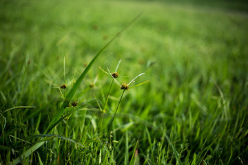 green grass with blur