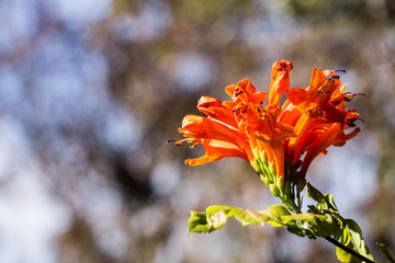 Cape honeysuckle flowers (Tecoma capensis), California