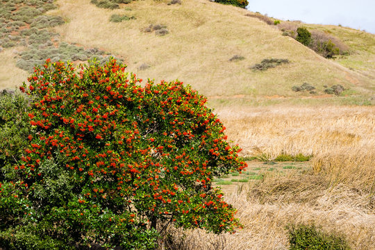 Toyon (Heteromeles) shrubs full of red berries, Coyote Hills Regional Park, east San Francisco bay, California