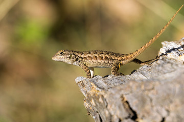 Young Western Fence Lizard, California; blurred background