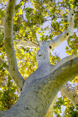 Fototapeta na wymiar Western Sycamore tree (Platanus racemosa) seen from below, California