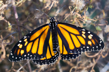 Female monarch butterfly with wings spread, California