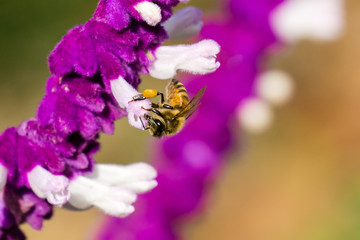 Bee pollinating a Mexican sage flower, California
