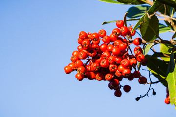 Bright red Toyon (Heteromeles) berries, California