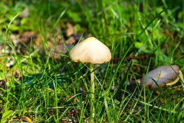 Creamy mushroom surrounded by grass, California