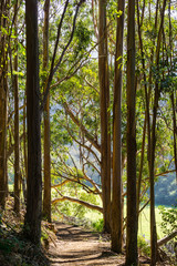Naklejka premium Path in Eucalyptus forest, San Francisco bay area, California