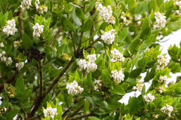 Manzanita shrub full of white flowers, California