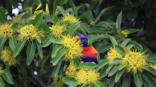 The yellow flowers of the golden penda tree (Xanthostemon chrysanthus)&nbsp;and rainbow lorikeet  in spring early summer Gold Coast Australia Queensland