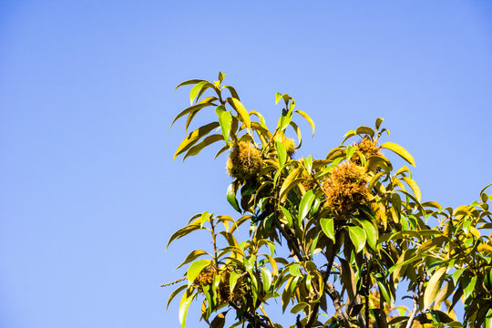 Golden chinquapin (Chrysolepis chrysophylla) tree in autumn has edible hazelnut like fruits, San Pedro Valley County Park, San Francisco bay area, California