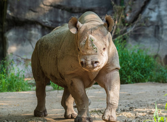 Fototapeta na wymiar rhinoceros in zoo