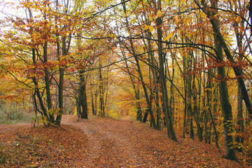 Fototapeta premium beautiful autumn in the forest