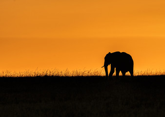 Fototapeta na wymiar Elephant Silhouette