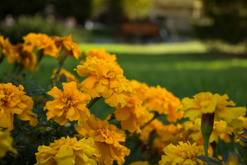 Yellow orange flowers marigolg